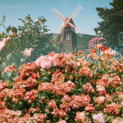 NG28加拿大软件下载